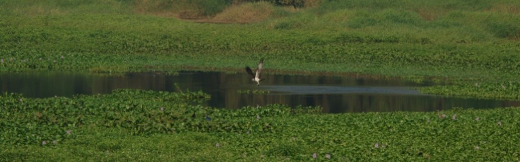 An osprey with its catch