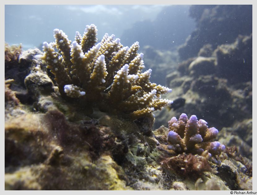 Stony coral on a patch reef
