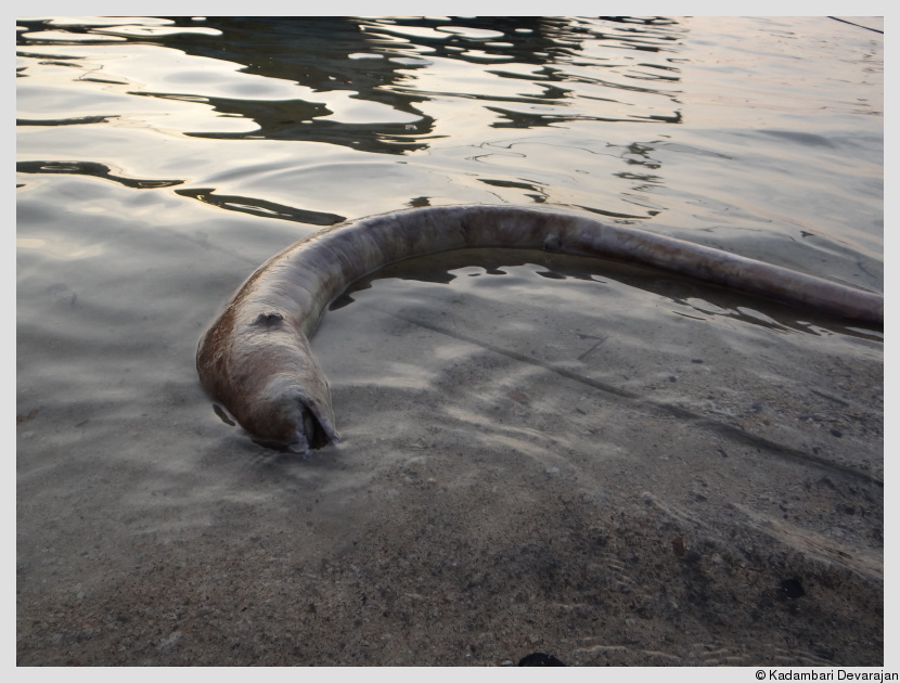 Dead Moray eel near the fish-landing jetty near Wandoor