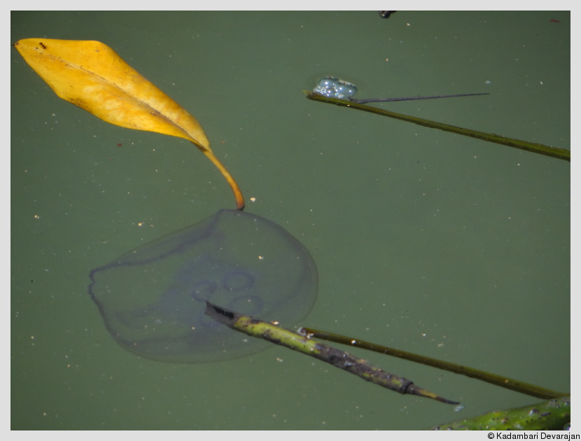Jellyfish navigating through mangrove propagules