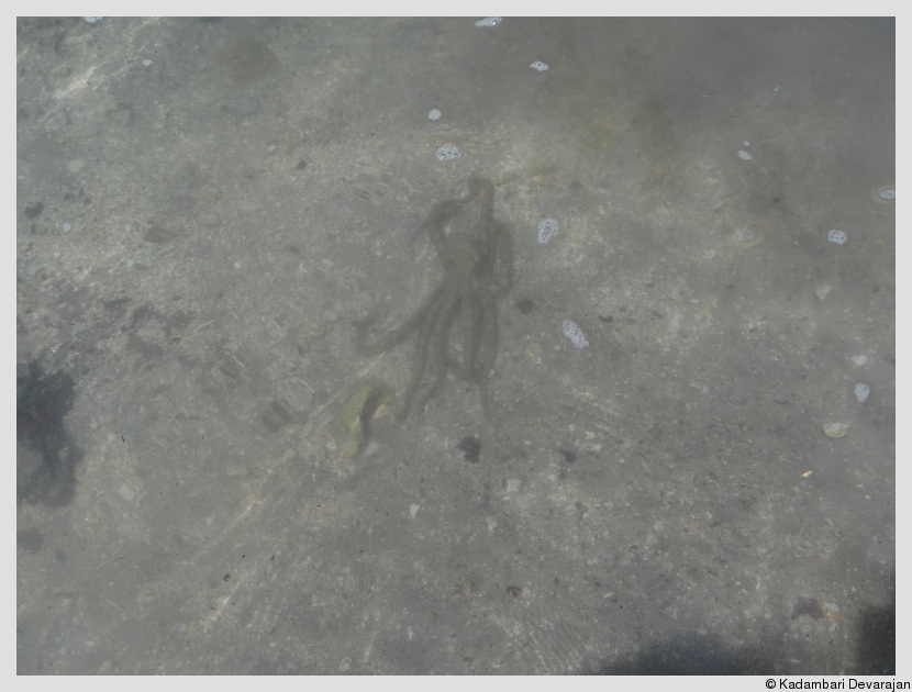 Octopus in the inter-tide