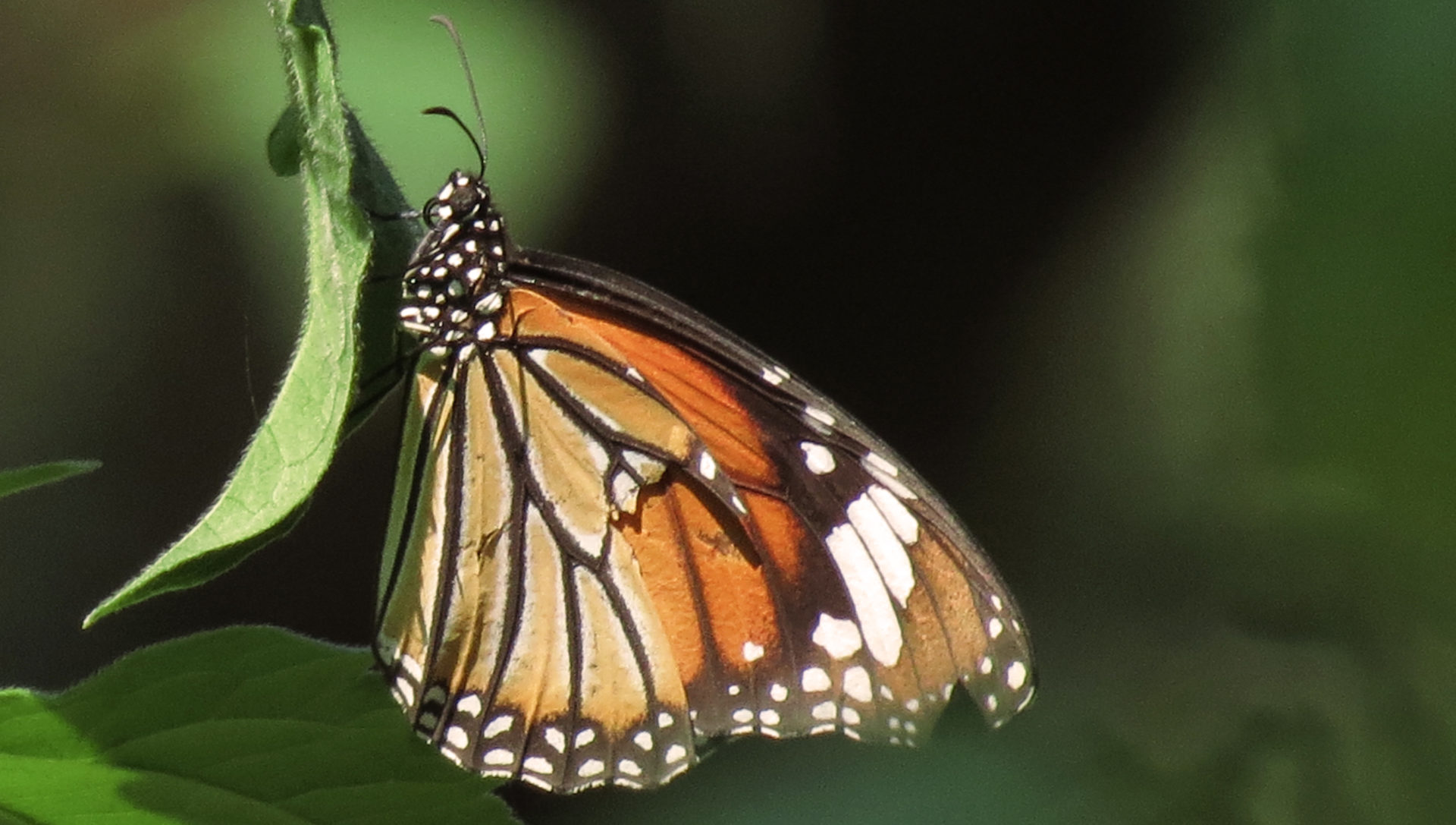 2 Striped Tiger (1) – Fundamatics