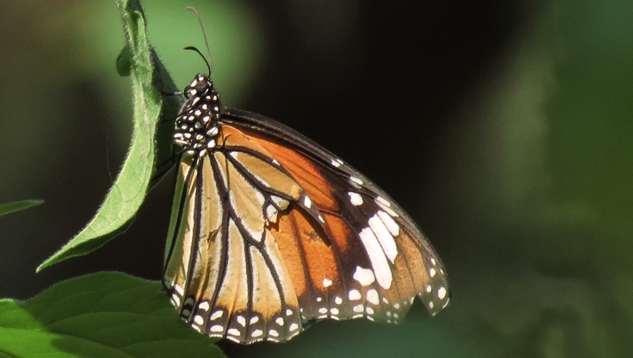 2 Striped Tiger (1) – Fundamatics