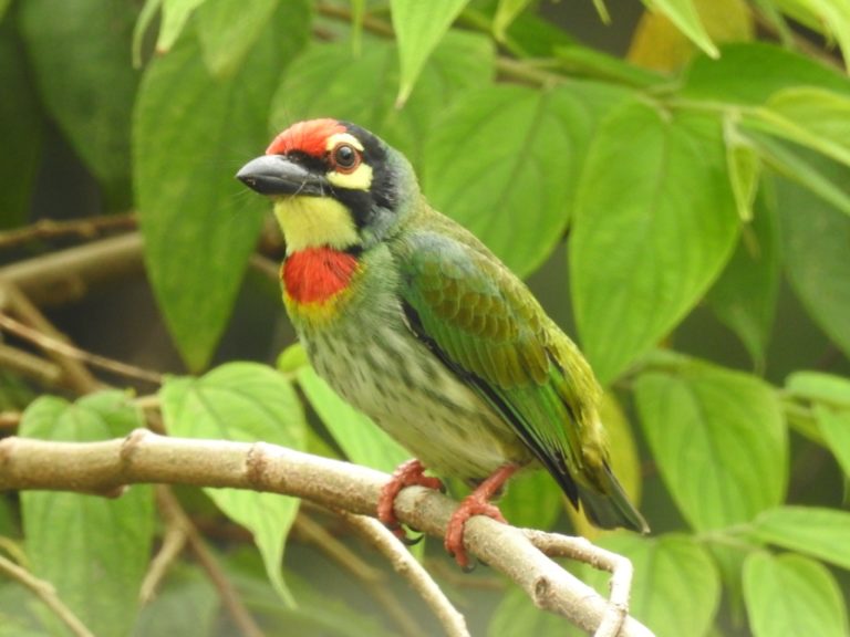 Lens View of Birdlife at IITB – Fundamatics