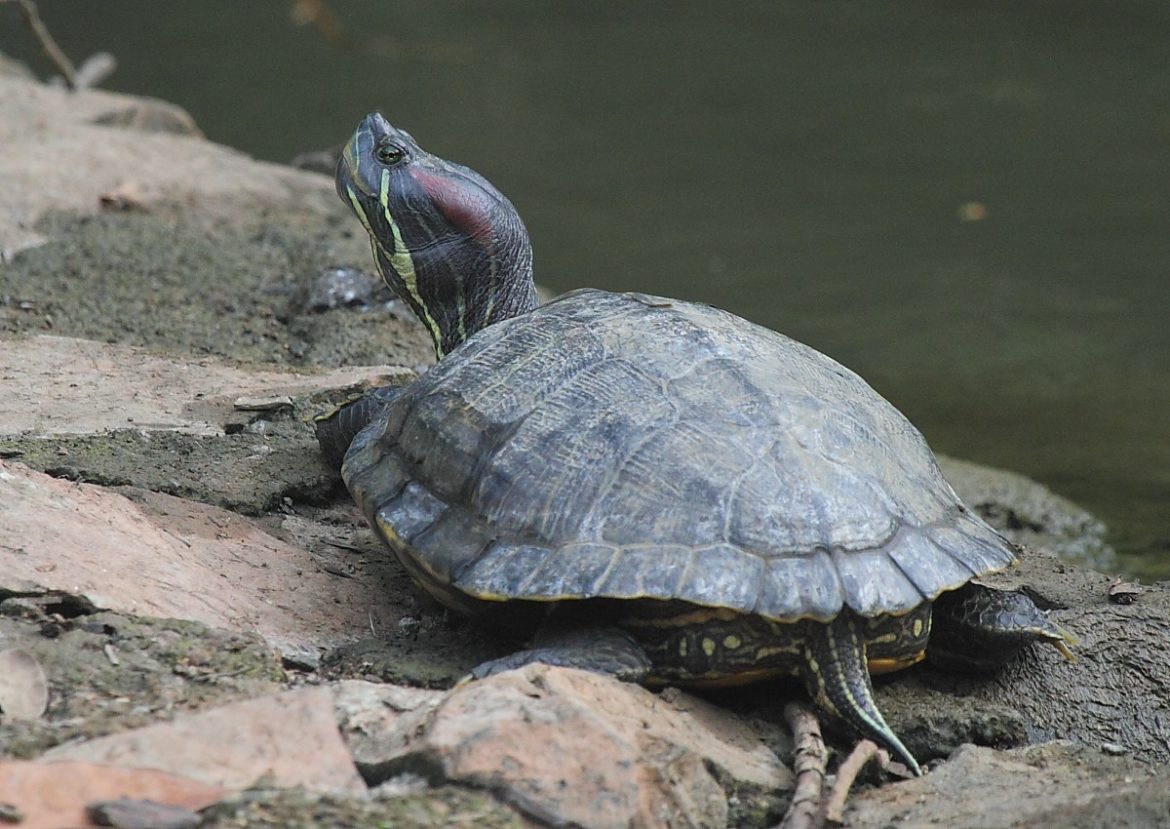 Declining Biodiversity in IIT Bombay – Page 2 – Fundamatics