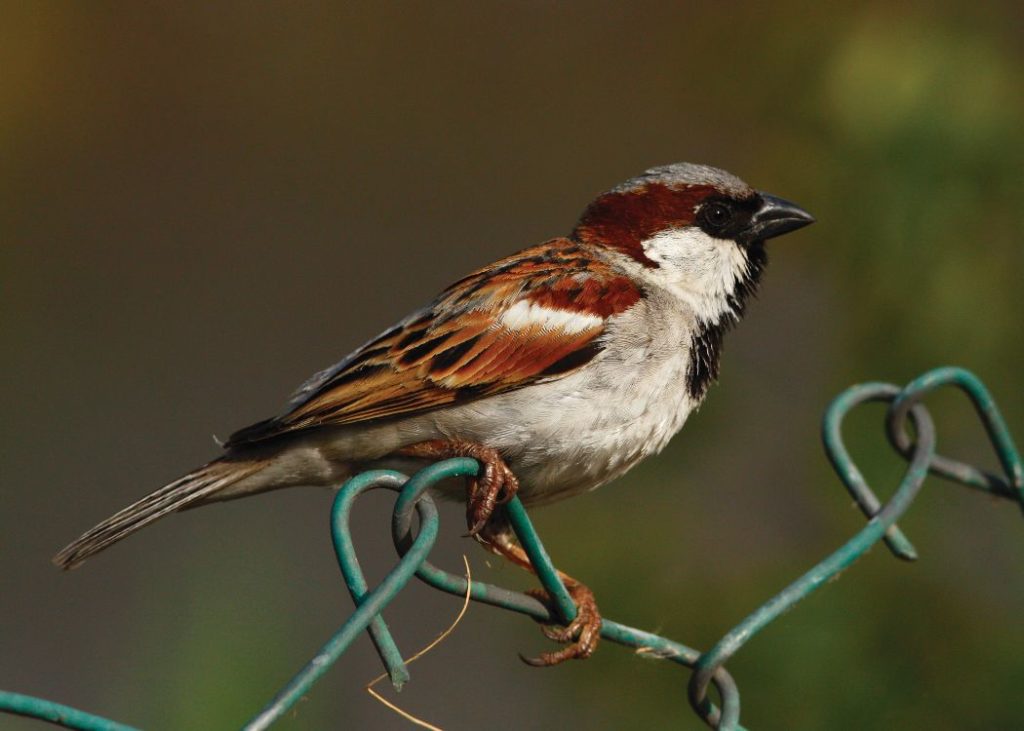 House Sparrow – Fundamatics