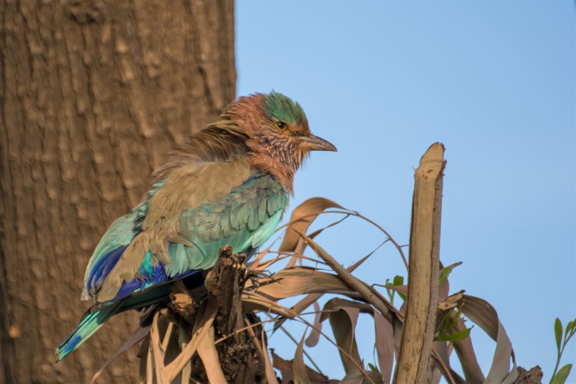 Indian Roller final