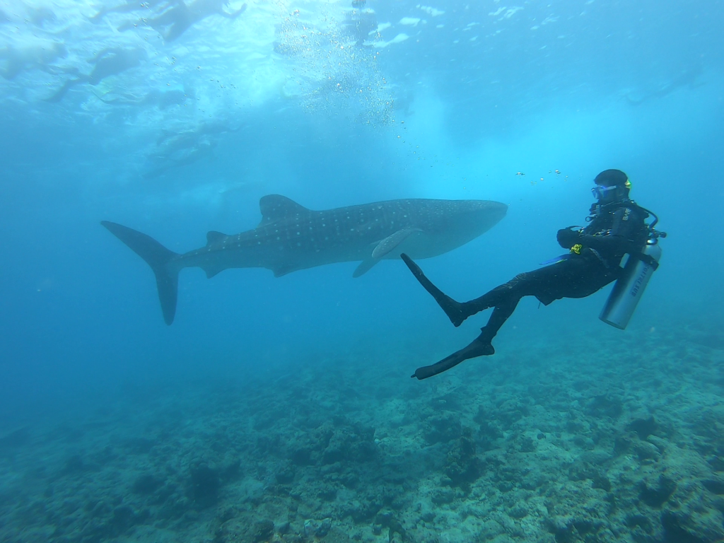Discovering the Underwater World- An Introduction to Scuba Diving